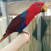 8 Monate alter Rotseiten-Edelpapagei