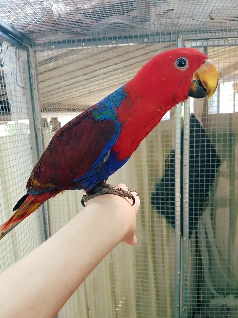 8 Monate alter Rotseiten-Edelpapagei 8 Monate alter Rotseiten-Edelpapagei