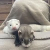 3 Monate alte Frettchen, männlich und weiblich
