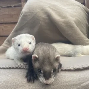 3 Monate alte Frettchen, männlich und weiblich
