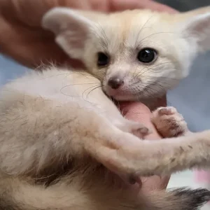 4-month-old male fennec fox