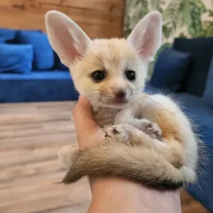 4-month-old male fennec fox