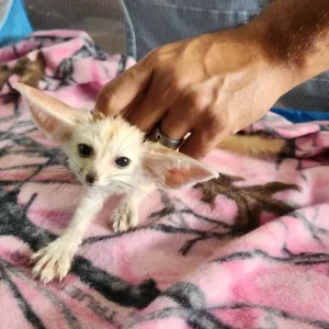 3-month-old Fennec Fox, female