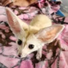 3-month-old Fennec Fox, female