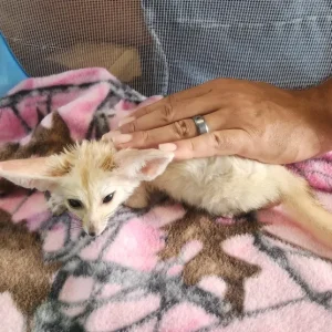 3-month-old Fennec Fox, female