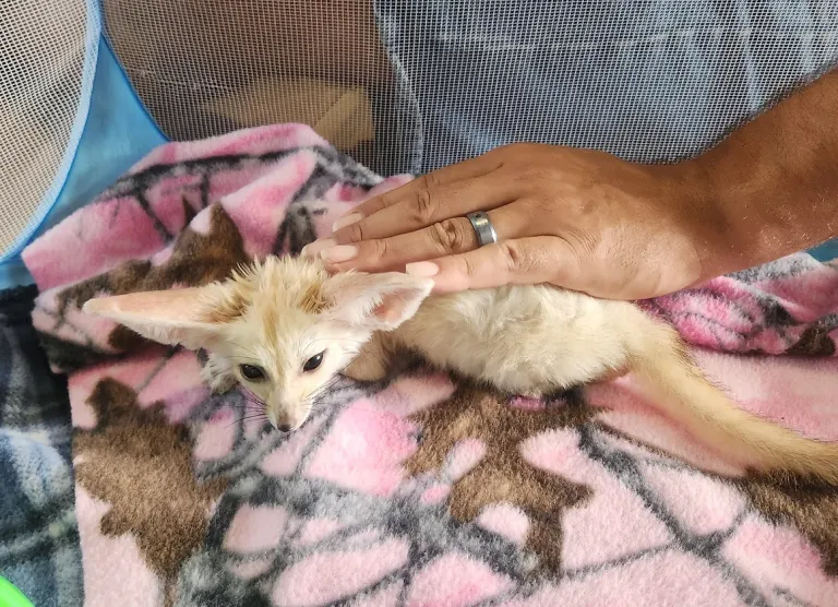 3-month-old Fennec Fox, female 3-month-old Fennec Fox, female