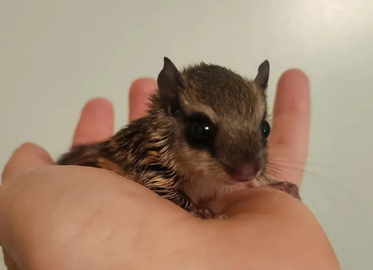 Baby male flying squirrel Baby male flying squirrel