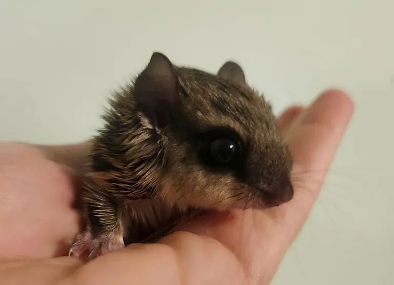 Baby male flying squirrel Baby male flying squirrel