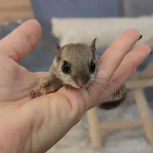 Junges Gleithörnchen, weiblich