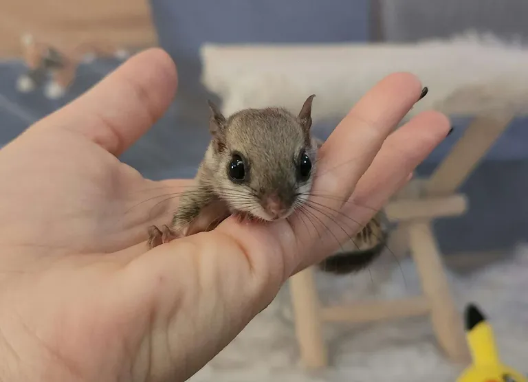 Junges Gleithörnchen, weiblich Junges Gleithörnchen, weiblich