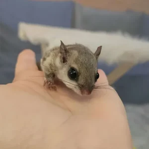 Baby flying squirrel, female