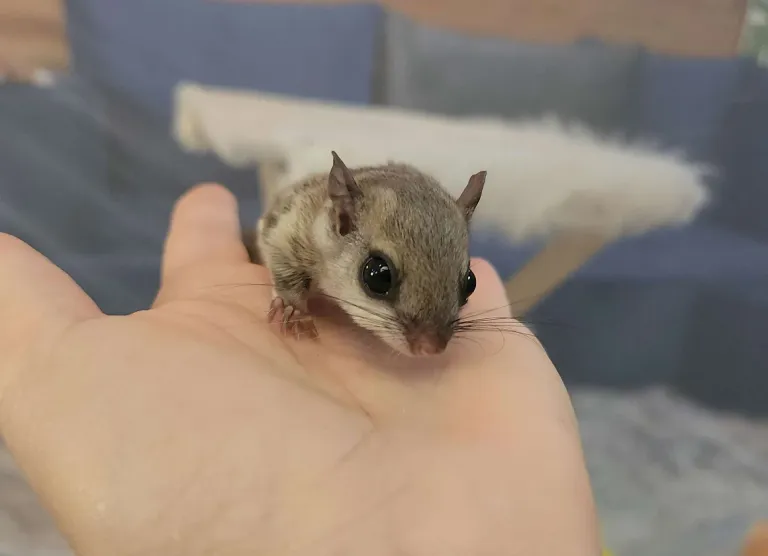 Baby flying squirrel, female Baby flying squirrel, female