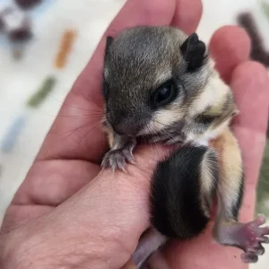 Mehrfarbiges junges Gleithörnchen, männlich