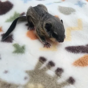Mehrfarbiges junges Gleithörnchen, männlich
