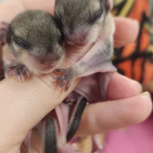 Baby pair of flying squirrels, female and male