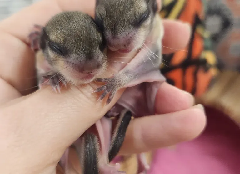 Baby pair of flying squirrels, female and male Baby pair of flying squirrels, female and male
