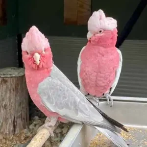 Older galah couple