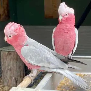 Older galah couple