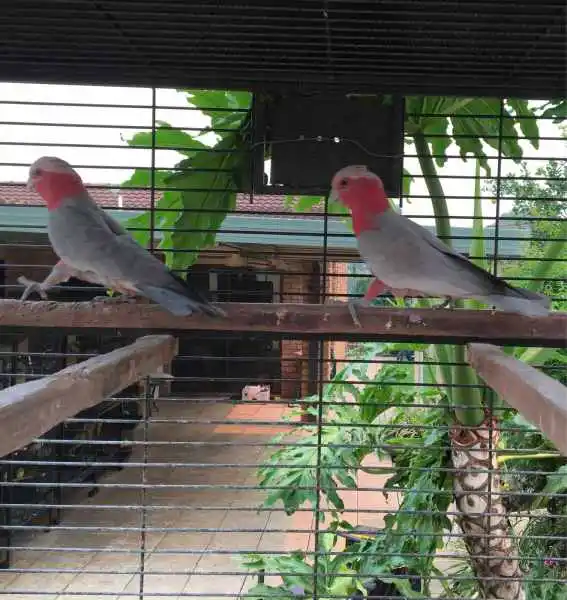 7-month-old male and female galah 7-month-old male and female galah