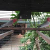 7 Monate altes männliches und weibliches Galah