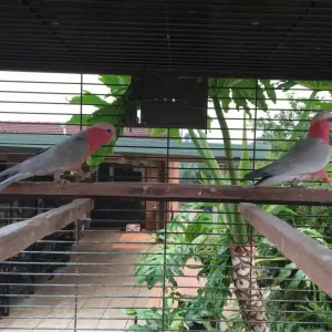7 Monate altes männliches und weibliches Galah