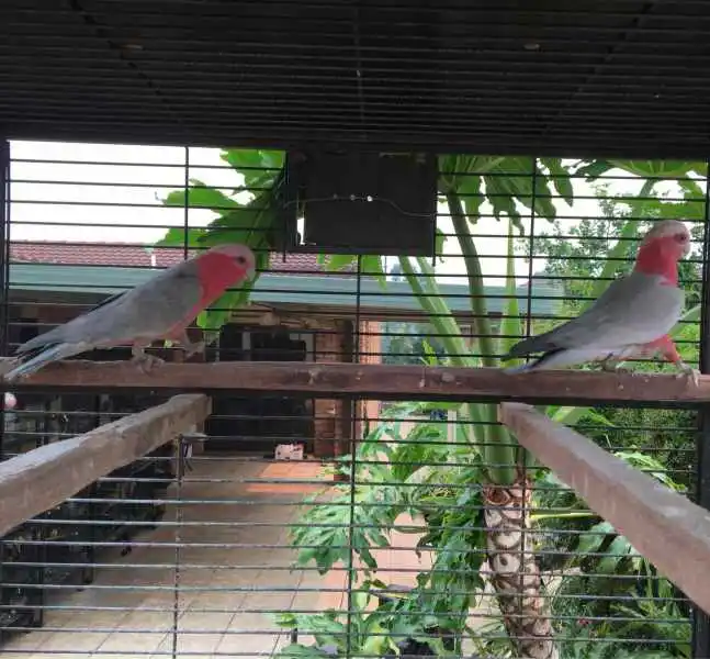 7 Monate altes männliches und weibliches Galah 7 Monate altes männliches und weibliches Galah