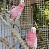 8 months old, galah pair
