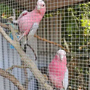 8 months old, galah pair