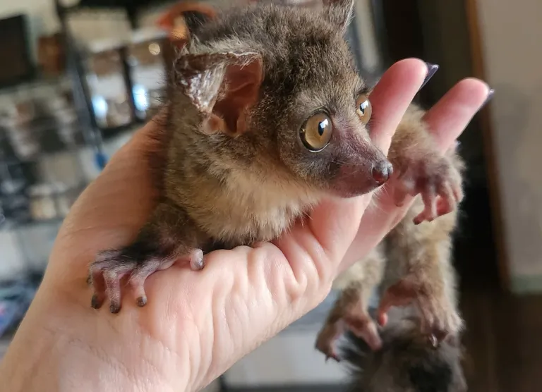 10-week-old female Galago 10-week-old female Galago
