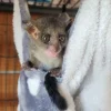 10 Wochen altes weibliches Galago