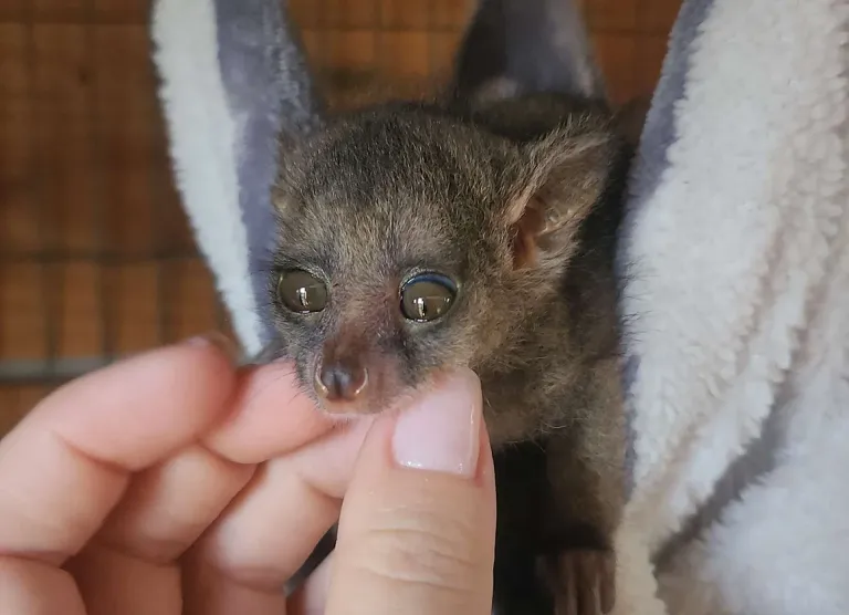 10-week-old female Galago 10-week-old female Galago