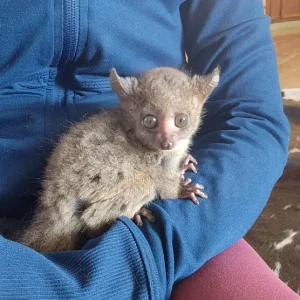 2-month-old male Galago