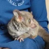 2 Monate alter männlicher Galago