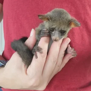 2-month-old female Galago