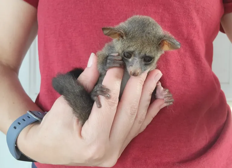 2-month-old female Galago 2-month-old female Galago