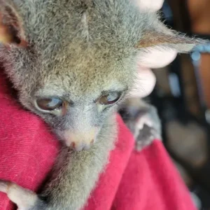 2 Monate altes weibliches Galago