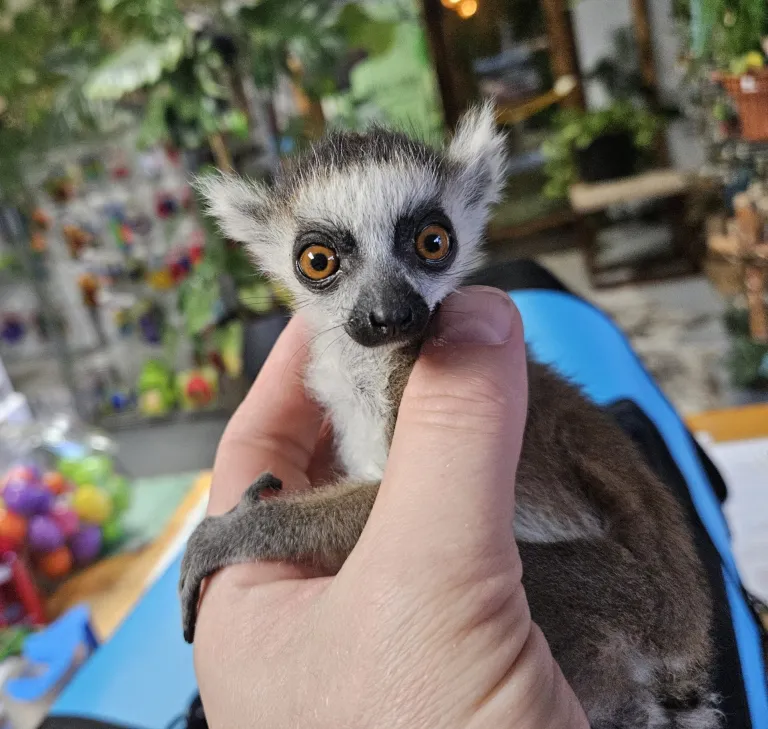 2 Monate alter männlicher Katta 2 Monate alter männlicher Katta