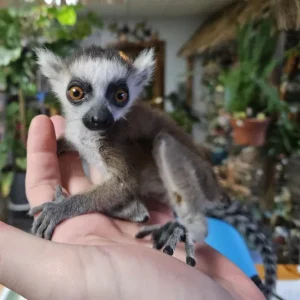 2-month-old male ring-tailed lemur