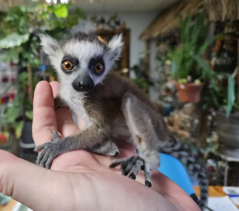 2-month-old male ring-tailed lemur 2-month-old male ring-tailed lemur