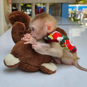 3-month-old male macaque