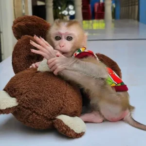 3-month-old male macaque