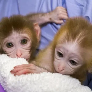 2 Monate altes Makakenpaar, Männchen und Weibchen
