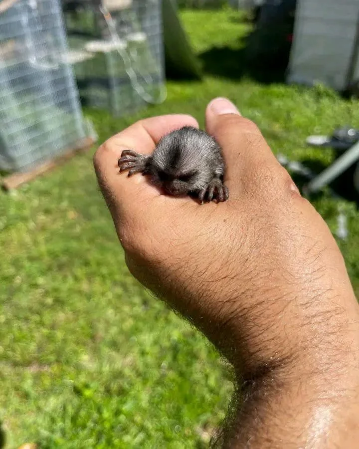 2-month-old male marmoset 2-month-old male marmoset