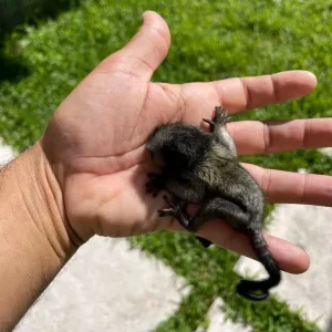 2-month-old male marmoset