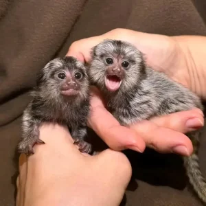 Zwei Monate altes Zwergfingeräffchenpaar, Männchen und Weibchen
