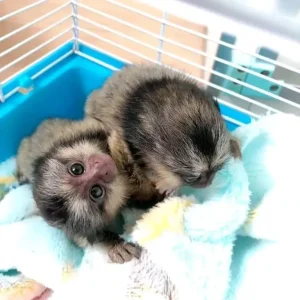 2-month-old finger monkey pair, male and female