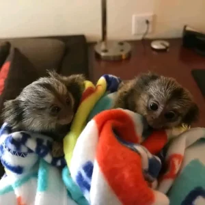 2-month-old finger monkey pair, male and female
