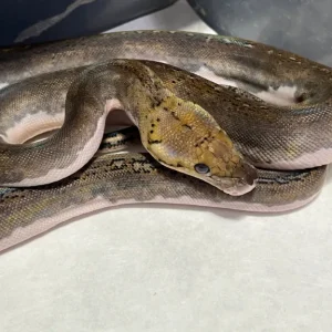 Pied Tiger Python