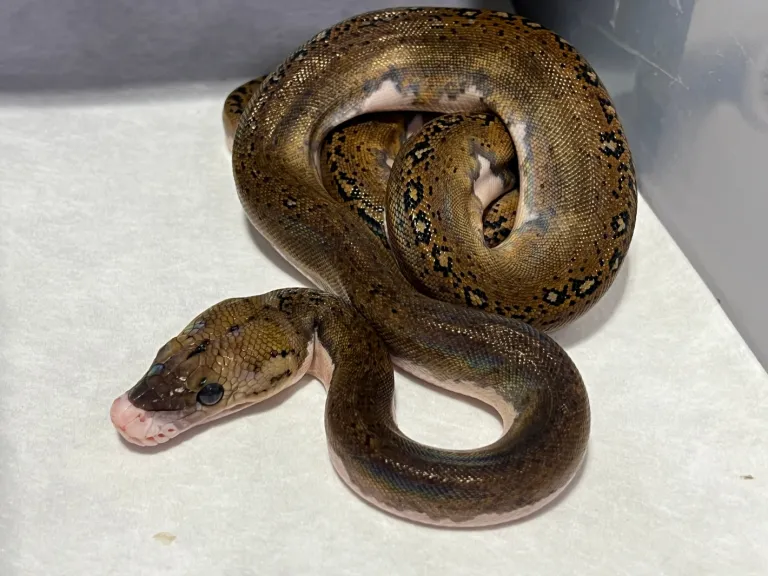 Pied Tiger Python Pied Tiger Python