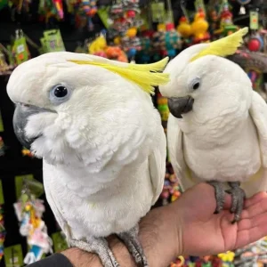 Gelbhaubenkakadu-Paar, 7 Monate alt, Männchen und Weibchen